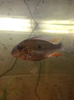 Threadfin pic 2.webp