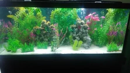 fishtank.webp