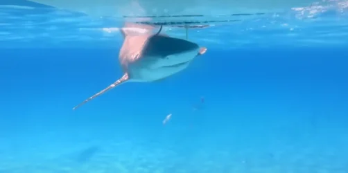 2021-03-19 06_57_17-Testing if Sharks Can Smell a Drop of Blood - YouTube - Opera.webp