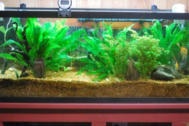 55-gallon aquarium 3-18-21.jpg