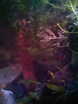 20210305_033234.webp