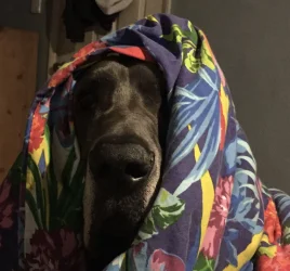 FC346B2E-1069-49F2-A168-16E4FD848A78_1_201_a.webp