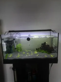planted tank happy.webp