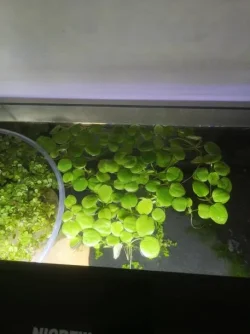 frogbit.webp