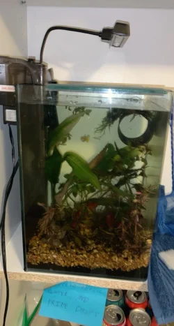 tank.webp