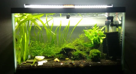 10 gal shrimp on 12217.webp