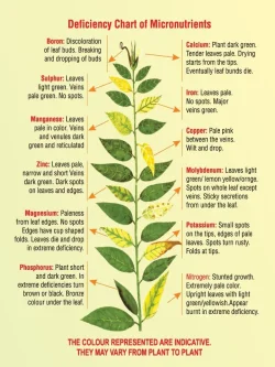 plant.webp
