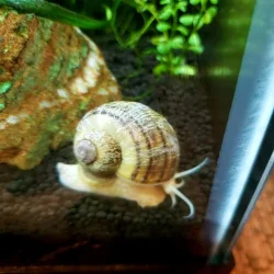 snailbby1.webp