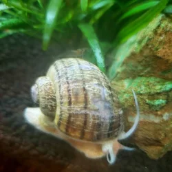 snailbby2.webp