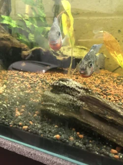 Mother and Father firemouth.webp