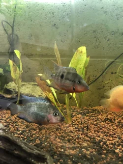 Mother and father firemouth pic 2.webp