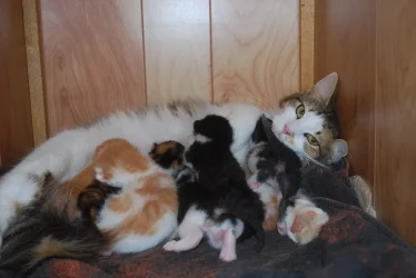 Bonnie and Kittens.jpg Bonnie and Kittens.jpg