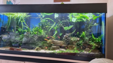 big tank.webp