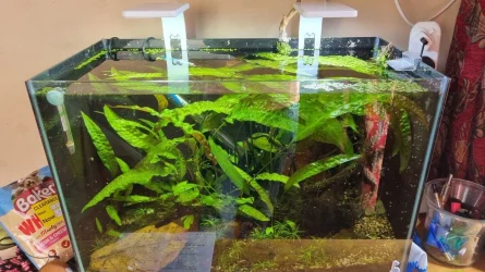 small tank.webp