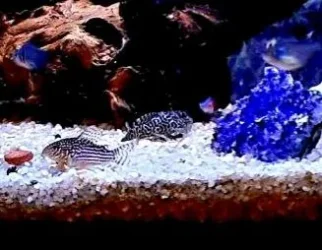 20210405_191004.webp