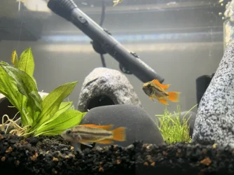 tempImageu8Omq7.webp