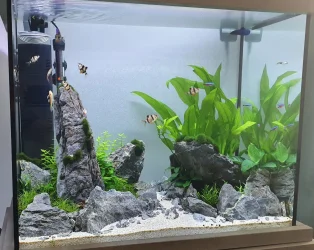 tank Apr21.webp