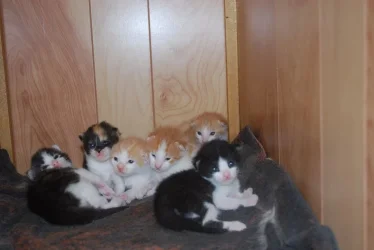 Shelf full of kittens.webp