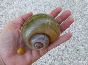 apple snail.webp