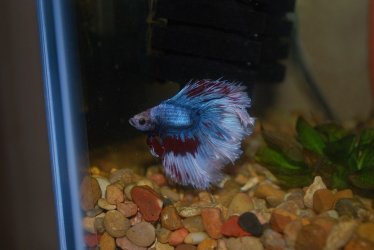 Betta Max 4-9-21.jpg Betta Max 4-9-21.jpg