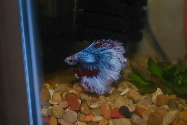 Betta Max 4-9-21.webp Betta Max 4-9-21.webp
