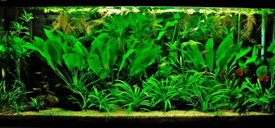115g Aug 29-13 (1).webp