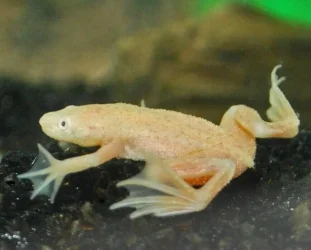 Golden African Dwarf Frog.webp