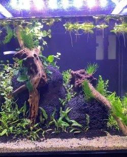 Fish Tank first week.jpg