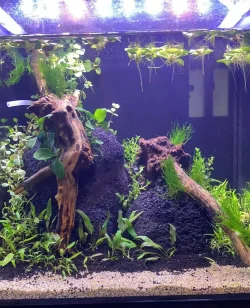 Fish Tank first week.webp