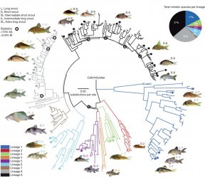 Phylogenetic relationships of Corydoradinae.jpg Phylogenetic relationships of Corydoradinae.jpg