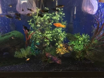testing_aquarium.webp