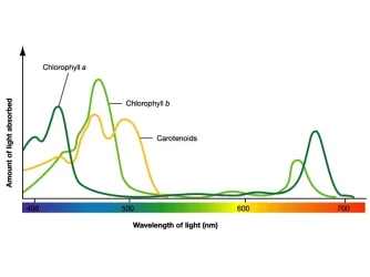 absorption-spectrum.webp