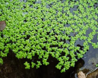 Lemna minor1.webp