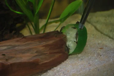 Baby Plecos eating zucchini.jpg Baby Plecos eating zucchini.jpg