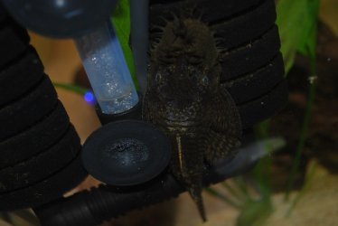 Parent BN Pleco.jpg