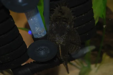 Parent BN Pleco.jpg Parent BN Pleco.jpg