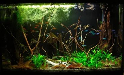 29g Dec 4-15.webp