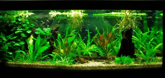 70g Apr 6-09.webp