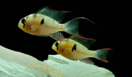 Mikrogeophagus altispinosus pair.webp