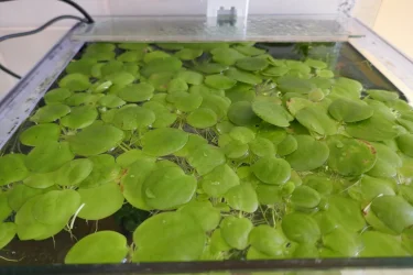 frogbit.webp