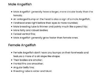 Sexing Angelfish.webp Sexing Angelfish.webp
