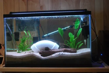 29 gallon pleco only tank.webp 29 gallon pleco only tank.webp