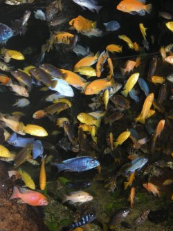 Cichlids.jpg