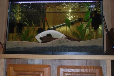 29 gallon Pleco Tank2.jpg