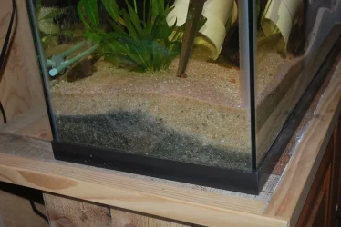 29 gallon Pleco Tank3.jpg