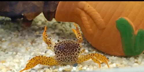Crab 1.webp