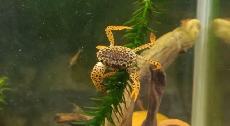 Crab 3.webp