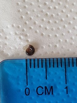 snail 19.05.21.jpg