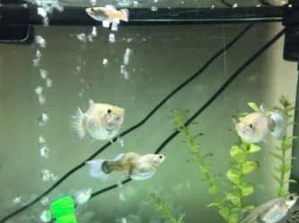 guppies 2.webp