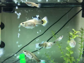 guppies.webp